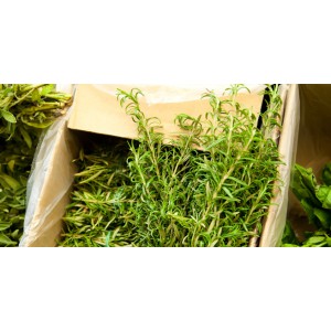 /prestashop/11100261-2663-thickbox/oregano-i-potte.jpg