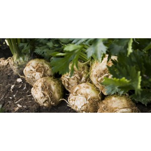 /prestashop/11100436-2931-thickbox/ingefaerrot.jpg