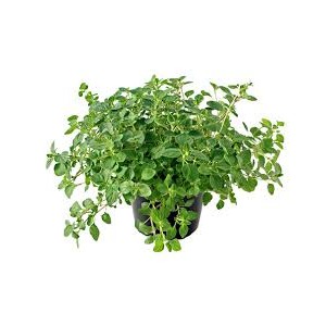 /prestashop/11100477-2985-thickbox/estragon-i-potte.jpg