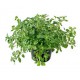 Oregano i potte